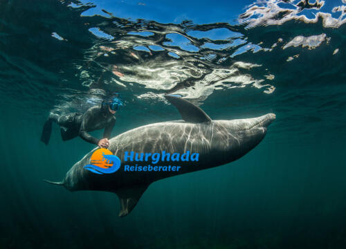 ausflug hurghada